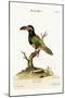 The Green Toucan, 1749-73-George Edwards-Mounted Giclee Print