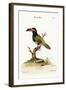 The Green Toucan, 1749-73-George Edwards-Framed Giclee Print