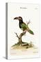 The Green Toucan, 1749-73-George Edwards-Stretched Canvas