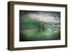 The Green Wood Texture with Natural Patterns-Madredus-Framed Photographic Print