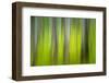 The Green Woods 2-Ursula Abresch-Framed Photographic Print