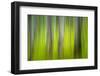 The Green Woods 2-Ursula Abresch-Framed Photographic Print