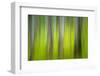 The Green Woods 2-Ursula Abresch-Framed Photographic Print