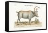 The Greenland Buck, 1749-73-George Edwards-Framed Stretched Canvas