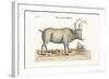 The Greenland Buck, 1749-73-George Edwards-Framed Giclee Print