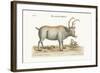 The Greenland Buck, 1749-73-George Edwards-Framed Giclee Print