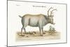 The Greenland Buck, 1749-73-George Edwards-Mounted Giclee Print