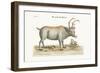 The Greenland Buck, 1749-73-George Edwards-Framed Giclee Print