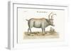 The Greenland Buck, 1749-73-George Edwards-Framed Giclee Print