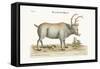 The Greenland Buck, 1749-73-George Edwards-Framed Stretched Canvas