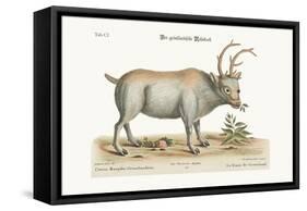 The Greenland Buck, 1749-73-George Edwards-Framed Stretched Canvas