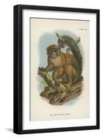 The Grey Gentle-Lemur-null-Framed Giclee Print