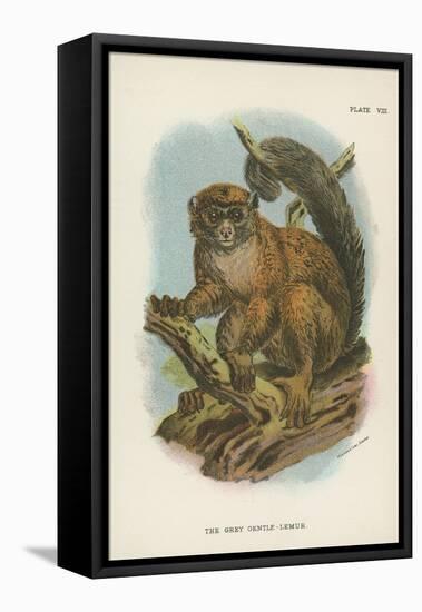 The Grey Gentle-Lemur-null-Framed Stretched Canvas