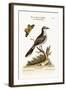 The Grey Pye of Brasil, 1749-73-George Edwards-Framed Giclee Print