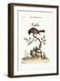 The Grey Redstart, 1749-73-George Edwards-Framed Giclee Print