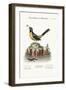 The Grey Water-Wagtail, and the Water Lizard, 1749-73-George Edwards-Framed Giclee Print