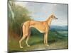 The Greyhound Bitch Lydia-Henry Barraud-Mounted Giclee Print