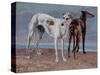 The Greyhounds of the Comte De Choiseul, 1866-Gustave Courbet-Stretched Canvas