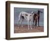 The Greyhounds of the Comte De Choiseul, 1866-Gustave Courbet-Framed Giclee Print