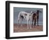 The Greyhounds of the Comte De Choiseul, 1866-Gustave Courbet-Framed Giclee Print