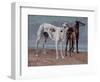 The Greyhounds of the Comte De Choiseul, 1866-Gustave Courbet-Framed Giclee Print
