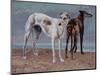 The Greyhounds of the Comte De Choiseul, 1866-Gustave Courbet-Mounted Giclee Print