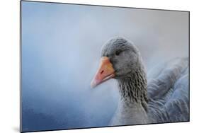 The Greylag Goose-Jai Johnson-Mounted Giclee Print