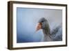 The Greylag Goose-Jai Johnson-Framed Giclee Print