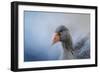 The Greylag Goose-Jai Johnson-Framed Giclee Print