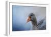 The Greylag Goose-Jai Johnson-Framed Giclee Print