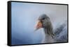 The Greylag Goose-Jai Johnson-Framed Stretched Canvas