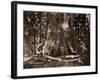 The "Grizzly Giant" - 33 feet diameter - with Galen Clark, Mariposa Grove, Yosemite, California, 18-Carleton Watkins-Framed Art Print