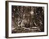 The "Grizzly Giant" - 33 feet diameter - with Galen Clark, Mariposa Grove, Yosemite, California, 18-Carleton Watkins-Framed Art Print