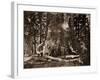 The "Grizzly Giant" - 33 feet diameter - with Galen Clark, Mariposa Grove, Yosemite, California, 18-Carleton Watkins-Framed Art Print