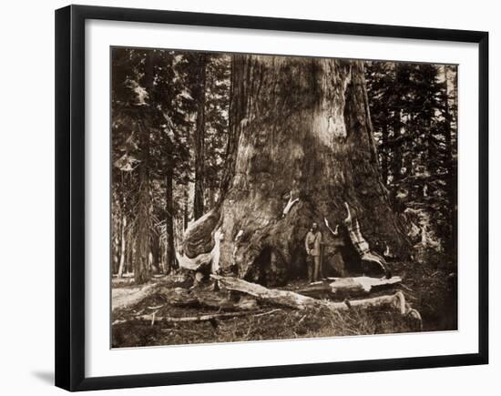 The "Grizzly Giant" - 33 feet diameter - with Galen Clark, Mariposa Grove, Yosemite, California, 18-Carleton Watkins-Framed Art Print