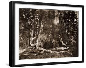 The "Grizzly Giant" - 33 feet diameter - with Galen Clark, Mariposa Grove, Yosemite, California, 18-Carleton Watkins-Framed Art Print