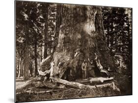 The "Grizzly Giant" - 33 feet diameter - with Galen Clark, Mariposa Grove, Yosemite, California, 18-Carleton Watkins-Mounted Art Print
