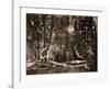 The "Grizzly Giant" - 33 feet diameter - with Galen Clark, Mariposa Grove, Yosemite, California, 18-Carleton Watkins-Framed Art Print