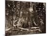 The "Grizzly Giant" - 33 feet diameter - with Galen Clark, Mariposa Grove, Yosemite, California, 18-Carleton Watkins-Mounted Art Print