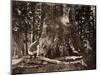 The "Grizzly Giant" - 33 feet diameter - with Galen Clark, Mariposa Grove, Yosemite, California, 18-Carleton Watkins-Mounted Art Print