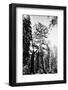 The Grizzly Giant, C.1860s-Carleton Emmons Watkins-Framed Photographic Print