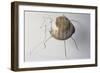 The Ground Beetle, 1995-Lawrie Simonson-Framed Giclee Print