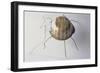 The Ground Beetle, 1995-Lawrie Simonson-Framed Giclee Print