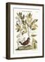 The Ground Dove, 1749-73-Mark Catesby-Framed Giclee Print