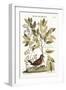 The Ground Dove, 1749-73-Mark Catesby-Framed Giclee Print