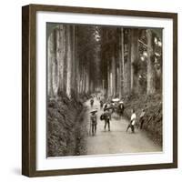 The Groves Were God's First Temples, Avenue of Noble Cryptomerias at Nikko, Japan, 1904-Underwood & Underwood-Framed Photographic Print