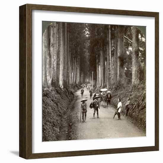 The Groves Were God's First Temples, Avenue of Noble Cryptomerias at Nikko, Japan, 1904-Underwood & Underwood-Framed Photographic Print