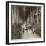 The Groves Were God's First Temples, Avenue of Noble Cryptomerias at Nikko, Japan, 1904-Underwood & Underwood-Framed Photographic Print