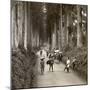 The Groves Were God's First Temples, Avenue of Noble Cryptomerias at Nikko, Japan, 1904-Underwood & Underwood-Mounted Photographic Print