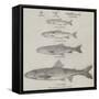 The Growth of the Salmon-null-Framed Stretched Canvas